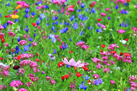 夏天的花草甸有不同的五颜六色的花朵图片