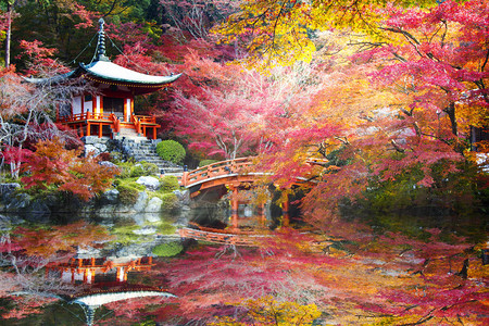 秋天日本京都大地二寺庙秋天树林多图片