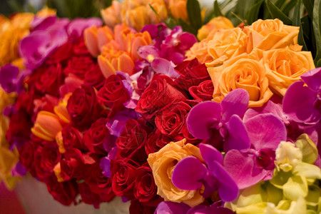 玫瑰郁金香和各种花图片