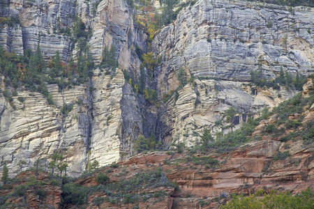 美丽的秋叶树枝在岩石悬崖背景上图片
