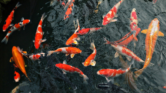 日本池塘里的红鲤鱼锦鲤图片