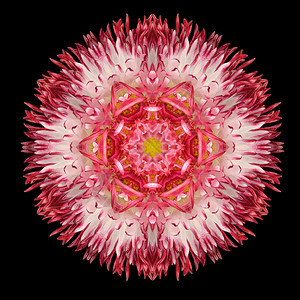 红花曼达拉kaleidoscopic设计图片素材