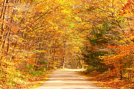 秋天的景色与森林中的道路图片
