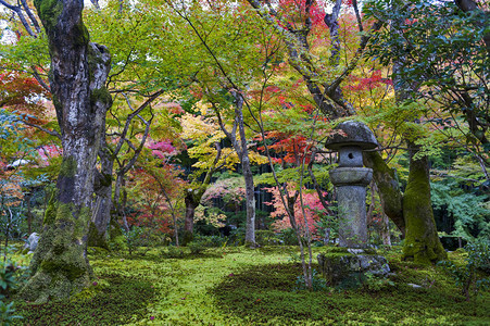 秋天在日本京都Enkoji寺庙的日本山坡园中图片