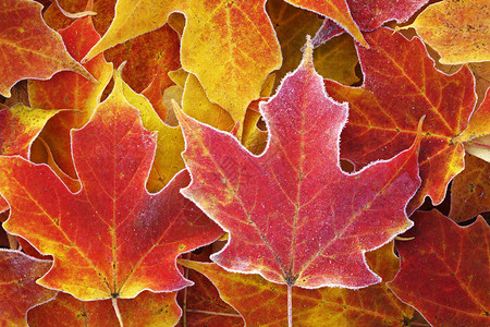 结霜的红色和黄色秋天枫叶特写镜头背景图片