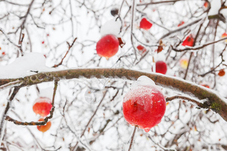 冬季苹果树枝有明图片