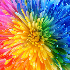 七彩的虹花背景图片