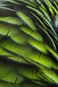 绿色鸟羽哈莱金马考羽毛图片