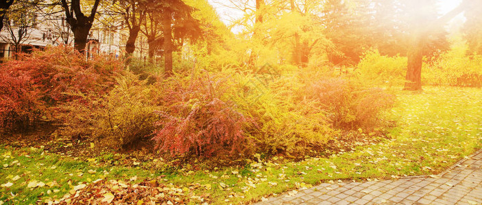 秋天公园中多彩树木的全景图片