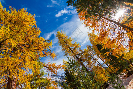 秋天的颜色树图片