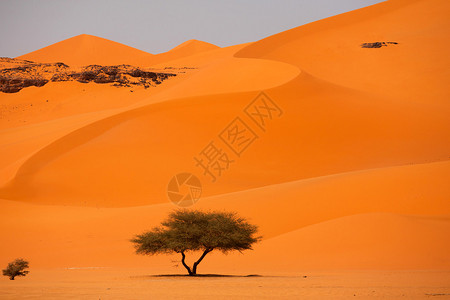 撒哈拉沙漠中的绿树图片