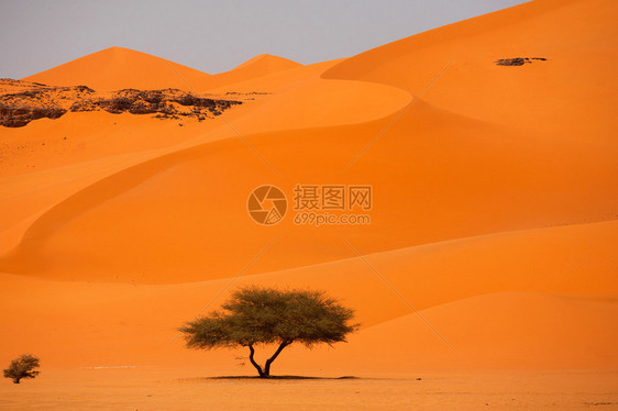 撒哈拉沙漠中的绿树图片