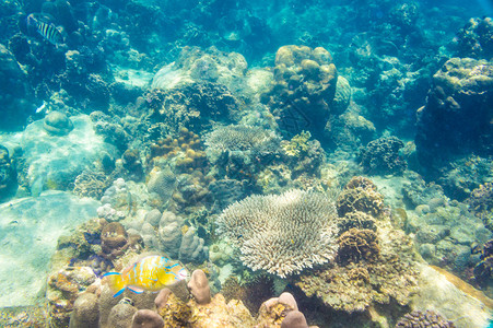 海洋生物鱼类和图片