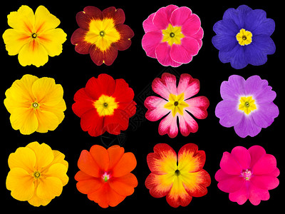 在黑色背景上分离的十二个五颜六色的报春花的集合选择可爱的红色橙色黄色粉色图片
