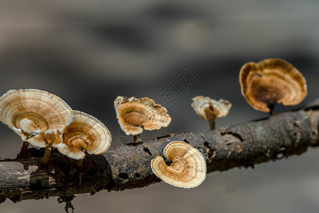 灵芝蘑菇从下面生长在自然界的树干上这对人图片
