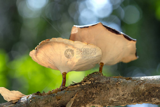 灵芝蘑菇从下面生长在自然界的树干上这对人图片