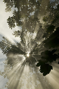 日出太阳光线穿透森林中的雾气图片