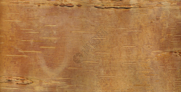 桦树皮对于结构和背景图片