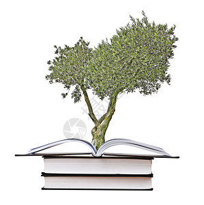 从书上生长的橄榄树背景图片
