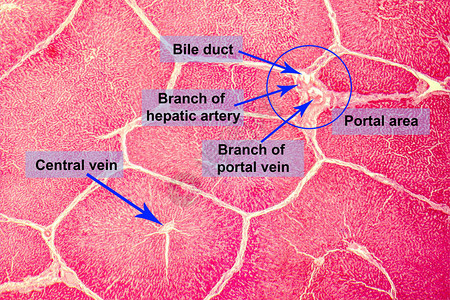 肝脏的光学显微照片图片
