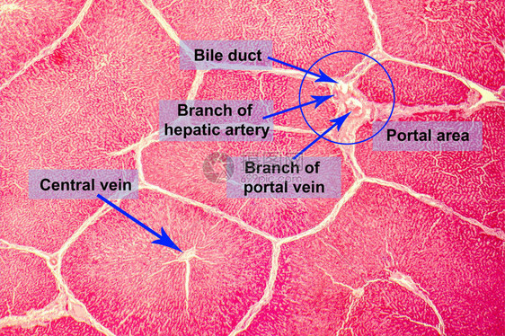 肝脏的光学显微照片图片