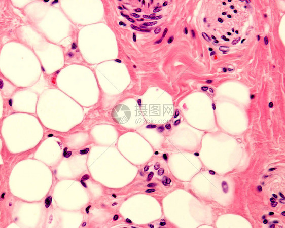 连接组织中的小二分细胞骨骼图片