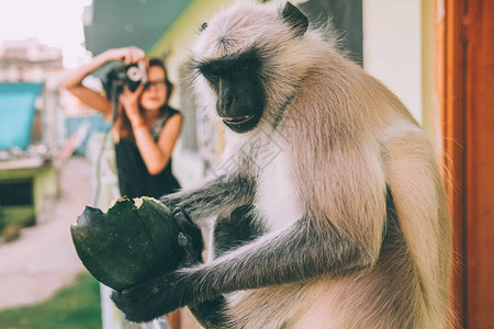 近距离观看的有趣的猴子拿着绿色水果和女孩拿着图片