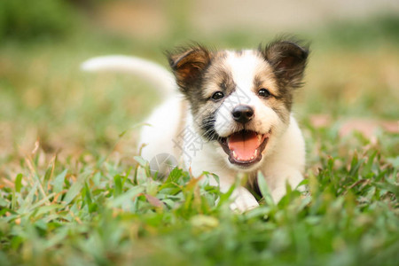 绿草上微笑的小狗背景图片