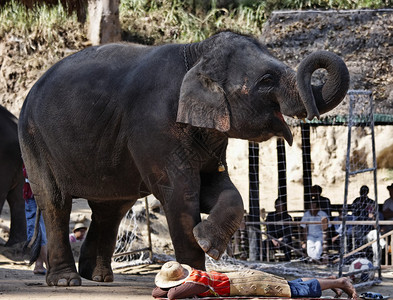 泰国清迈亚洲大象表演图片