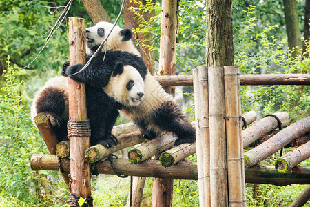 两只可爱的年轻大熊猫一起玩耍在绿树中玩得开心有趣的熊图片