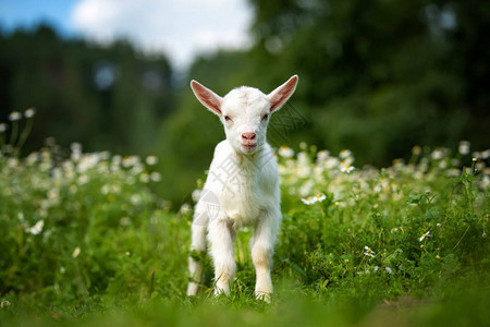 白小山羊站在绿色草地上图片