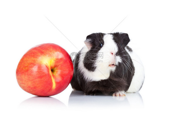 白色背景下的黑豚鼠和红苹果图片