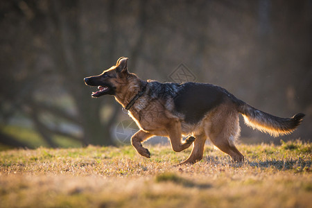 野外的德国牧羊犬图片