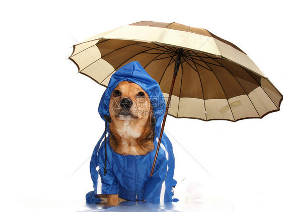 蓝雨犬与雨伞图片