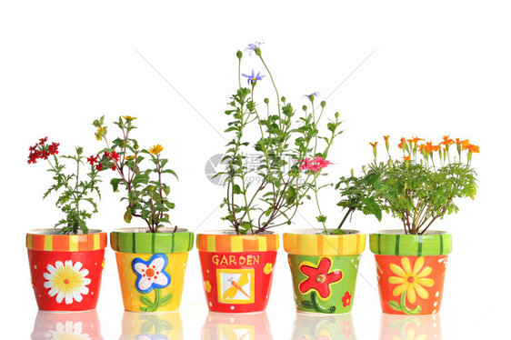 五颜六色的花盆里有漂亮的花朵图片