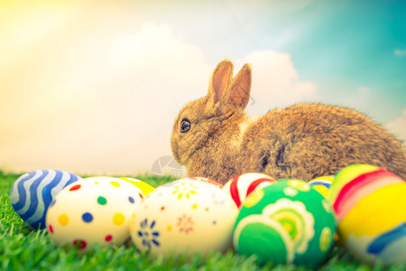 兔子和复活节彩蛋在蓝天绿草中图片