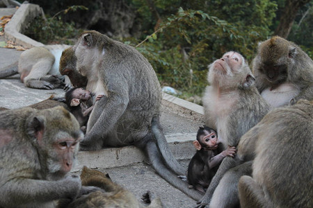 猴子家族和可爱的小猴子图片