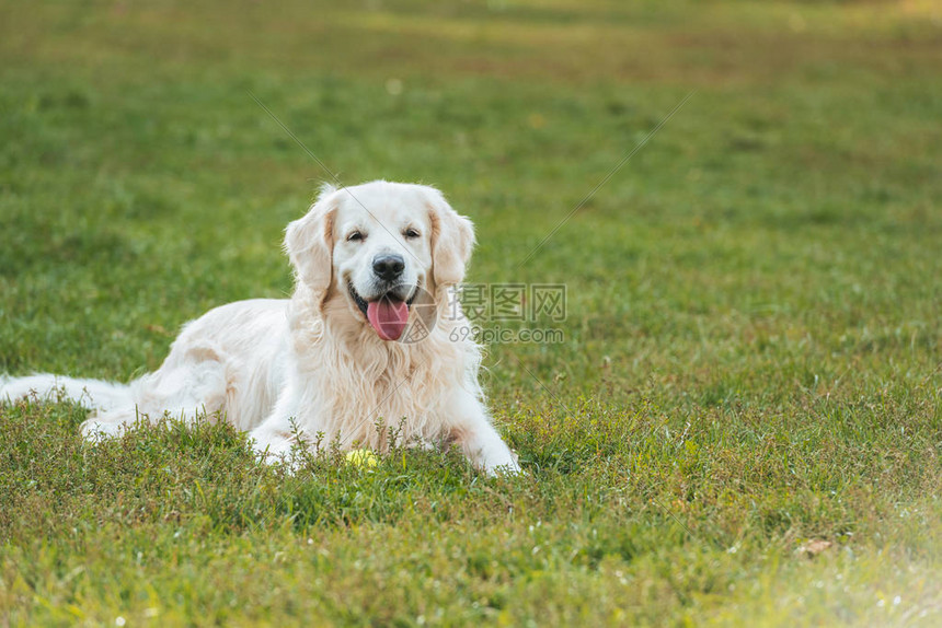 可爱的金毛猎犬躺在公园的草地上图片