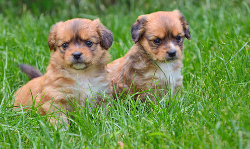 两只小狗在草地上看的肖像图片