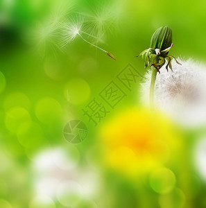 夏季景观花蒲公英图片