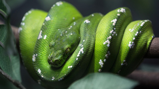 绿树蟒蛇在绿叶的树枝上特写到眼睛图片