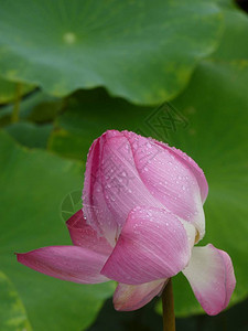 莲花在夏天盛开图片