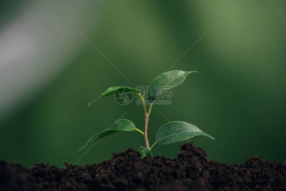 在模糊的日概念下将绿色的青绿植物图片