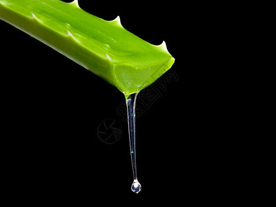 AloeVera仙人掌的图片