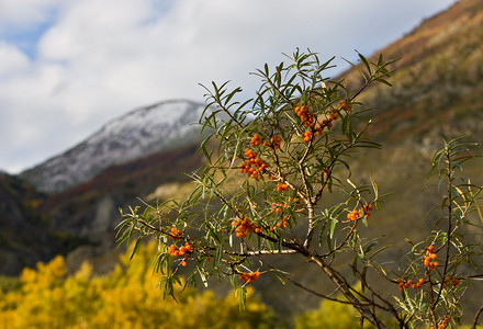 山上成熟的秋季沙棘浆果枝图片