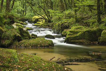 夏天流经郁葱的绿色森林的河流景观图图片
