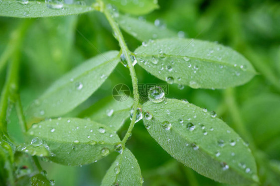 雨滴中弯曲的相思叶雨中模糊的背景绿叶图片