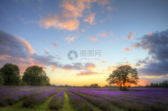 美丽的日落景色的美景图片