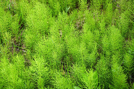 作为春天背景的古老植物叫做马尾草背景图片