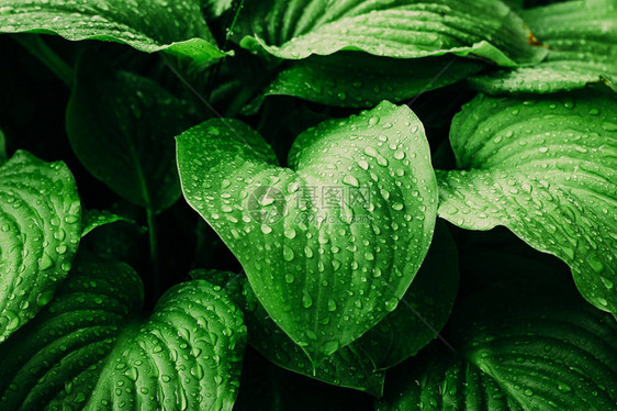 雨后绿玉簪叶绿色背景图片